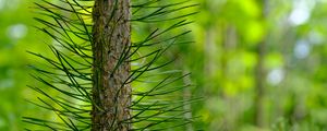 Preview wallpaper tree, pine, needles, green