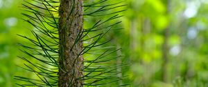 Preview wallpaper tree, pine, needles, green