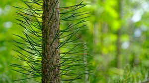 Preview wallpaper tree, pine, needles, green