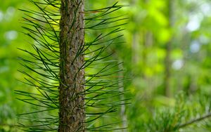 Preview wallpaper tree, pine, needles, green