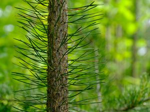 Preview wallpaper tree, pine, needles, green