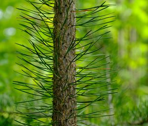 Preview wallpaper tree, pine, needles, green