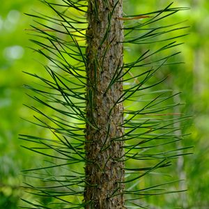 Preview wallpaper tree, pine, needles, green