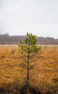 Preview wallpaper tree, pine, plant, nature