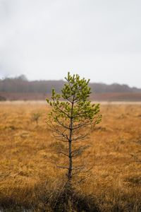 Preview wallpaper tree, pine, plant, nature