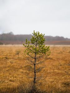 Preview wallpaper tree, pine, plant, nature