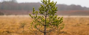 Preview wallpaper tree, pine, plant, nature