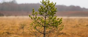 Preview wallpaper tree, pine, plant, nature