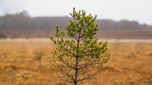 Preview wallpaper tree, pine, plant, nature