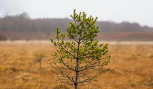Preview wallpaper tree, pine, plant, nature