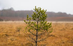 Preview wallpaper tree, pine, plant, nature