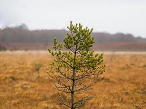 Preview wallpaper tree, pine, plant, nature