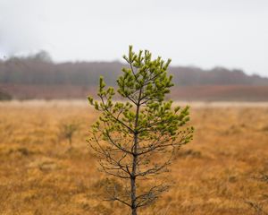 Preview wallpaper tree, pine, plant, nature
