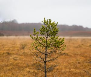 Preview wallpaper tree, pine, plant, nature