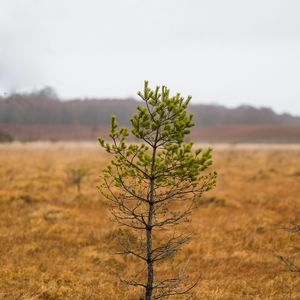 Preview wallpaper tree, pine, plant, nature