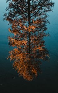 Preview wallpaper tree, pine, reflection, water