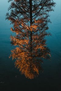 Preview wallpaper tree, pine, reflection, water
