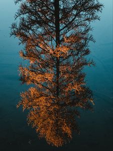 Preview wallpaper tree, pine, reflection, water