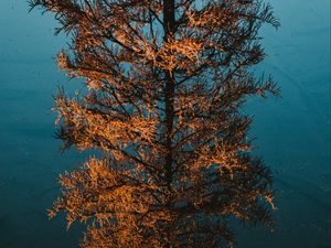 Preview wallpaper tree, pine, reflection, water