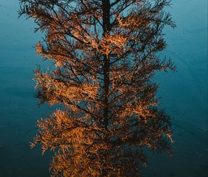 Preview wallpaper tree, pine, reflection, water