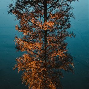 Preview wallpaper tree, pine, reflection, water