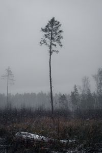 Preview wallpaper tree, pine, snowfall, winter, nature