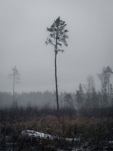 Preview wallpaper tree, pine, snowfall, winter, nature