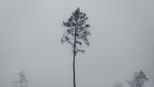 Preview wallpaper tree, pine, snowfall, winter, nature