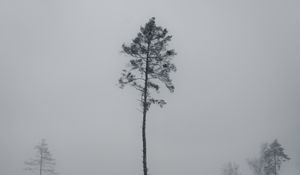 Preview wallpaper tree, pine, snowfall, winter, nature