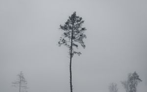 Preview wallpaper tree, pine, snowfall, winter, nature