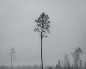 Preview wallpaper tree, pine, snowfall, winter, nature