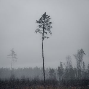 Preview wallpaper tree, pine, snowfall, winter, nature