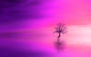 Preview wallpaper tree, pink, horizon, lonely