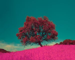 Preview wallpaper tree, pink, photoshop, grass, lonely