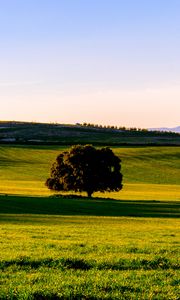 Preview wallpaper tree, plain, grass, landscape, nature