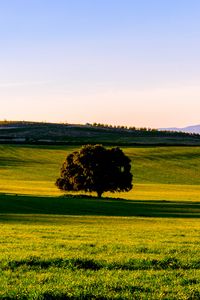 Preview wallpaper tree, plain, grass, landscape, nature