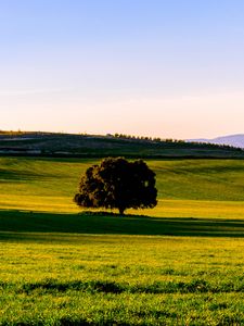 Preview wallpaper tree, plain, grass, landscape, nature