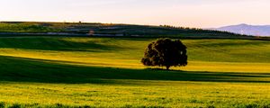 Preview wallpaper tree, plain, grass, landscape, nature