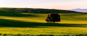 Preview wallpaper tree, plain, grass, landscape, nature