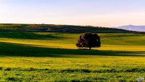 Preview wallpaper tree, plain, grass, landscape, nature