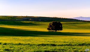 Preview wallpaper tree, plain, grass, landscape, nature