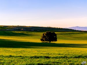 Preview wallpaper tree, plain, grass, landscape, nature