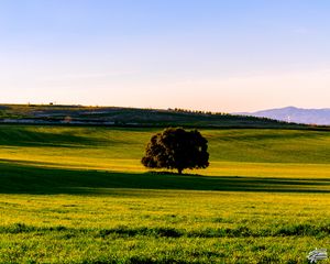 Preview wallpaper tree, plain, grass, landscape, nature