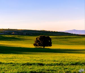 Preview wallpaper tree, plain, grass, landscape, nature