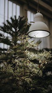 Preview wallpaper tree, plant, lamp, light