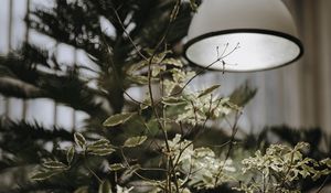 Preview wallpaper tree, plant, lamp, light
