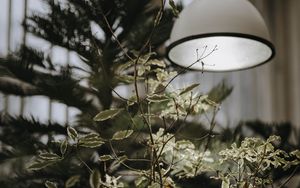 Preview wallpaper tree, plant, lamp, light