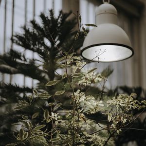 Preview wallpaper tree, plant, lamp, light