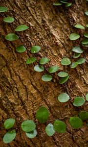 Preview wallpaper tree, plant, leaves, bark, macro