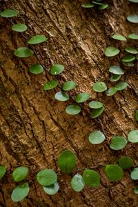 Preview wallpaper tree, plant, leaves, bark, macro